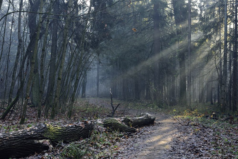 Photograph by Григорьев Игорь