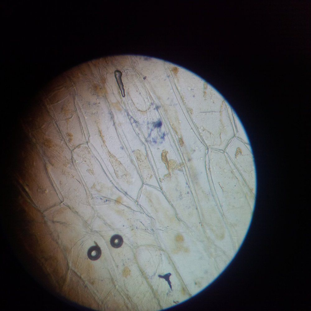 Мир вокруг нас