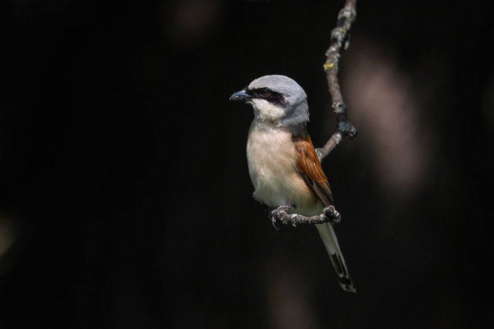 Сорокопут-жулан