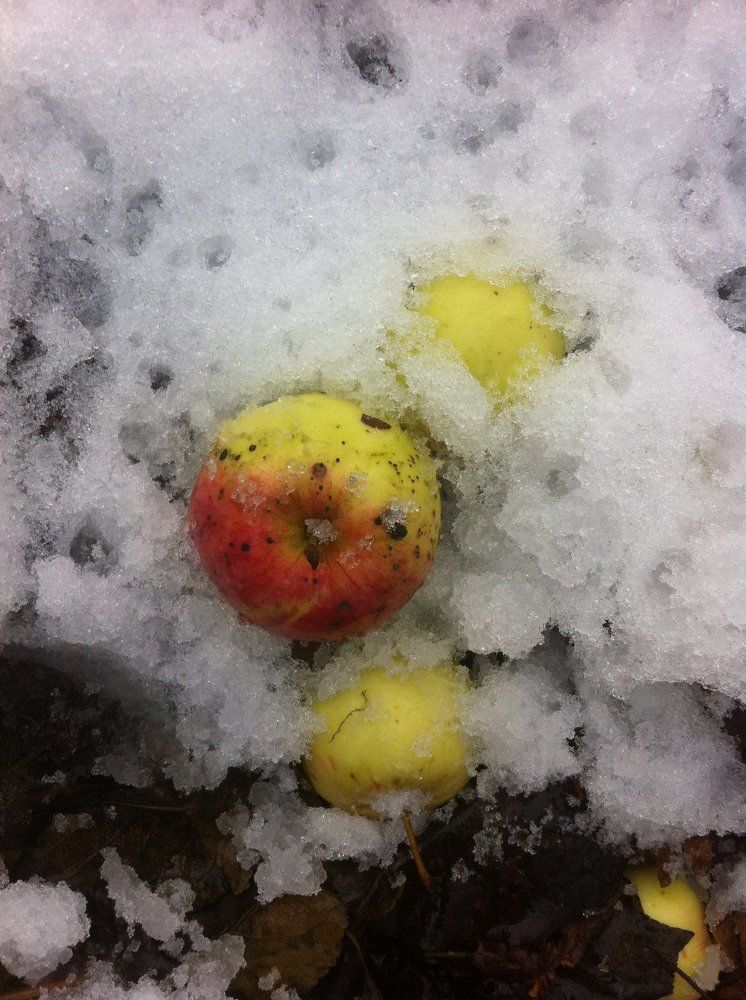 Яблоки на снегу
