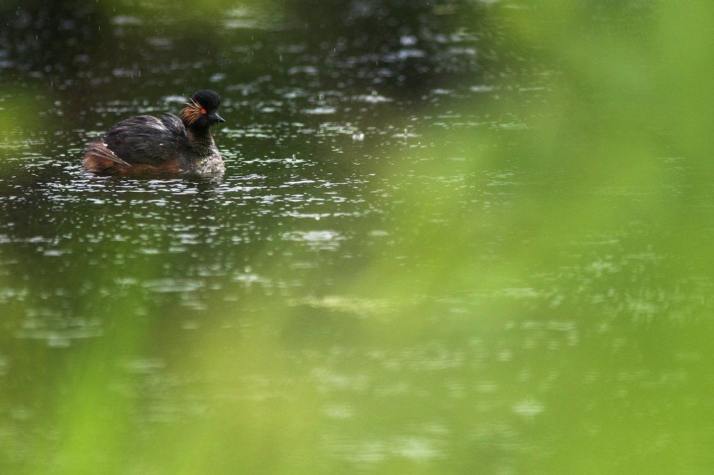 Под каплями дождя
