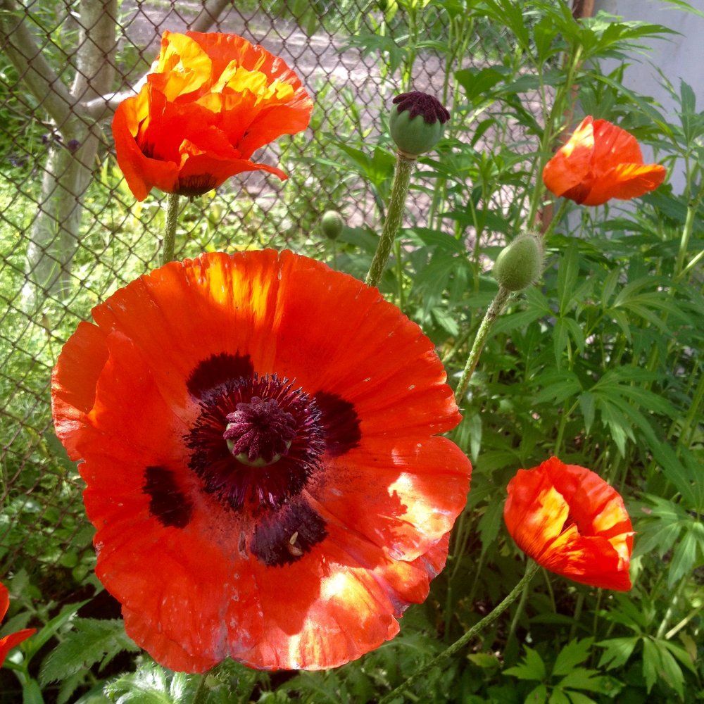 Маки гиганты