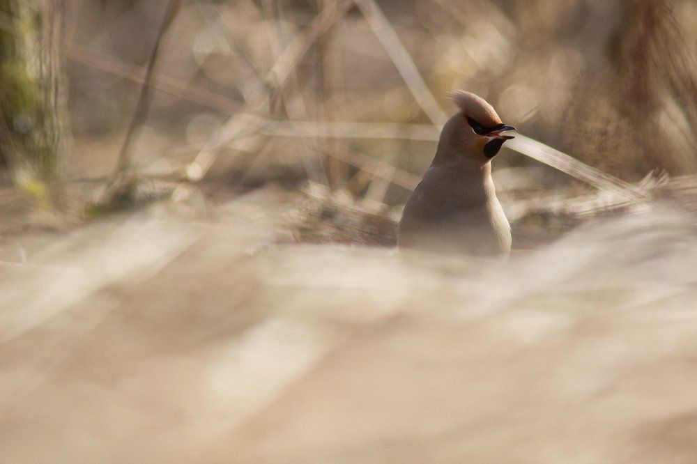 В тёплых тонах...