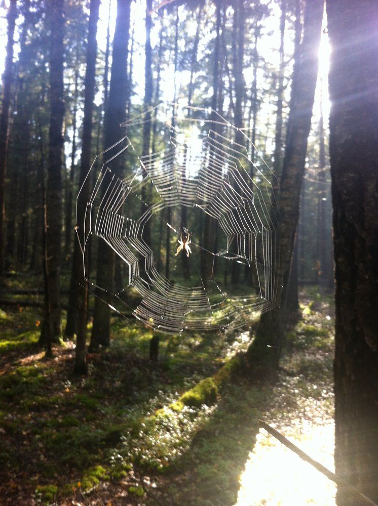 Лесное кружево.