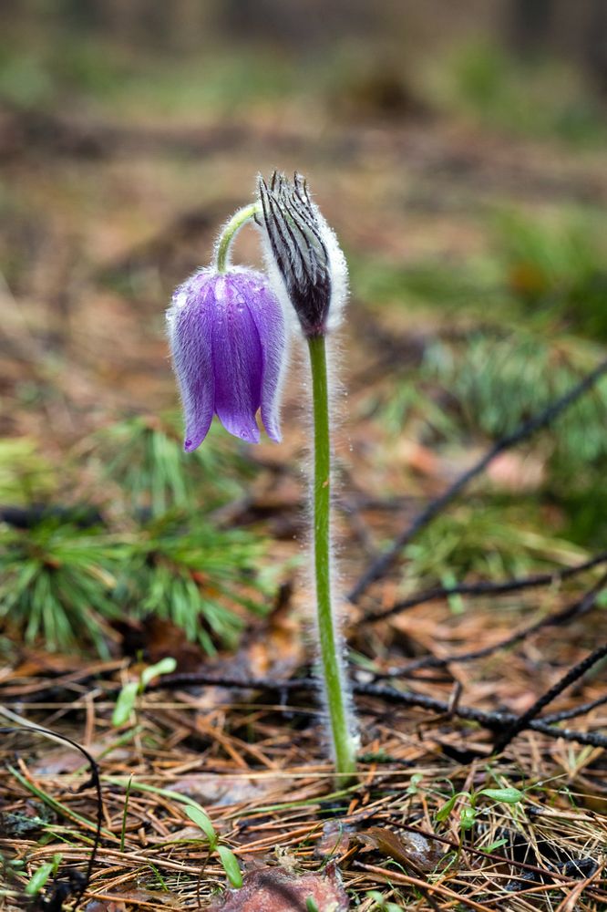 Первоцвет под дождем