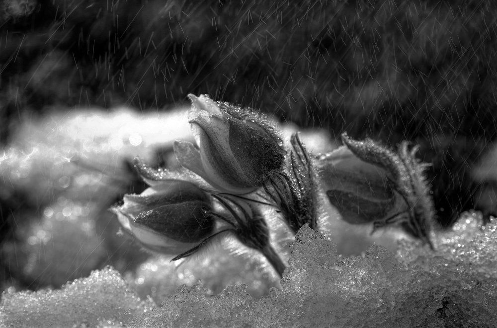 Первый дождь