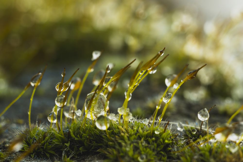 Ледяной дождь на солнечных полях