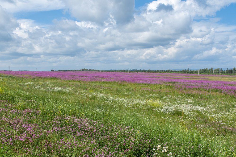 Розовое поле