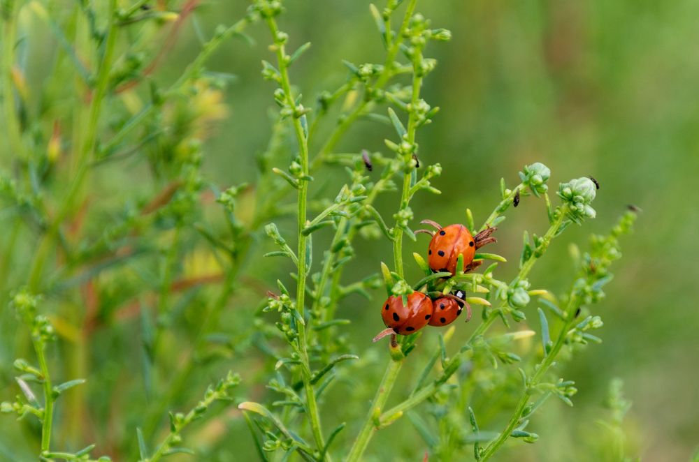 Божие коровки