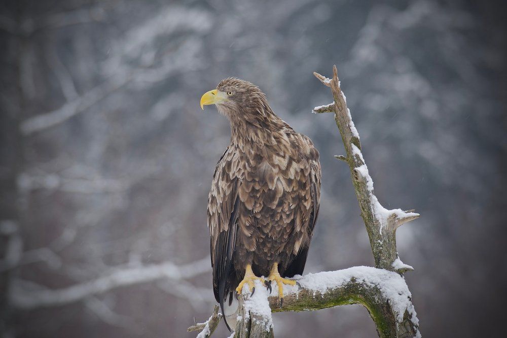 Лесной страж.