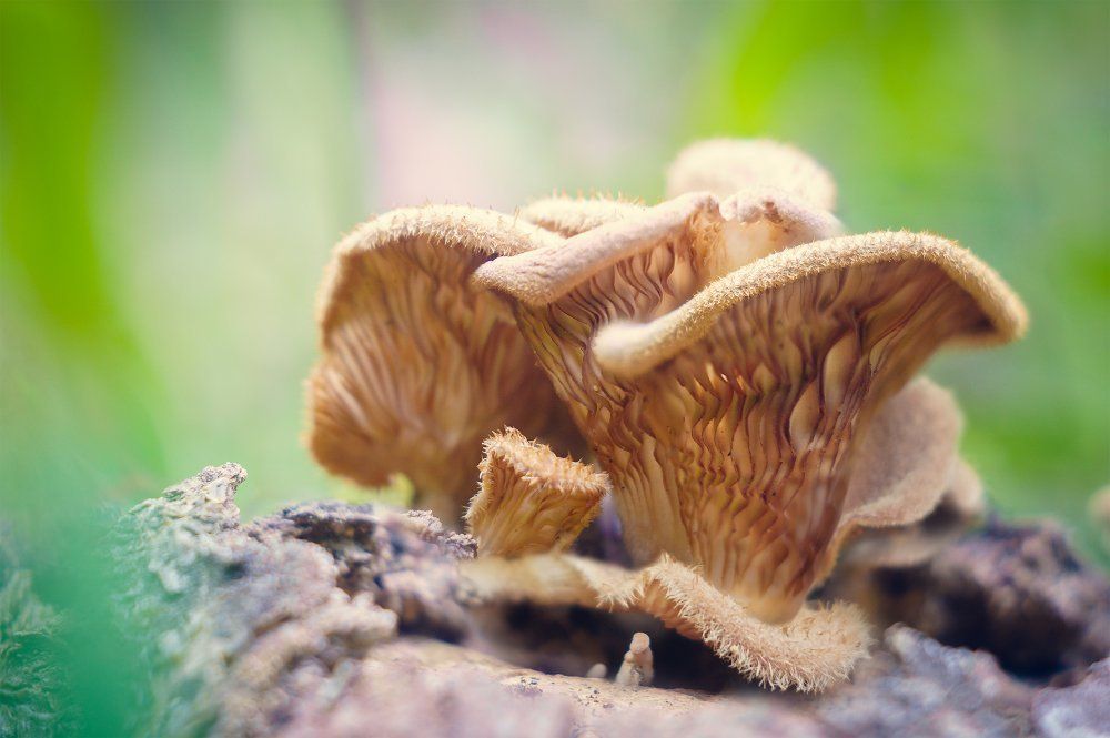 Грибные истории