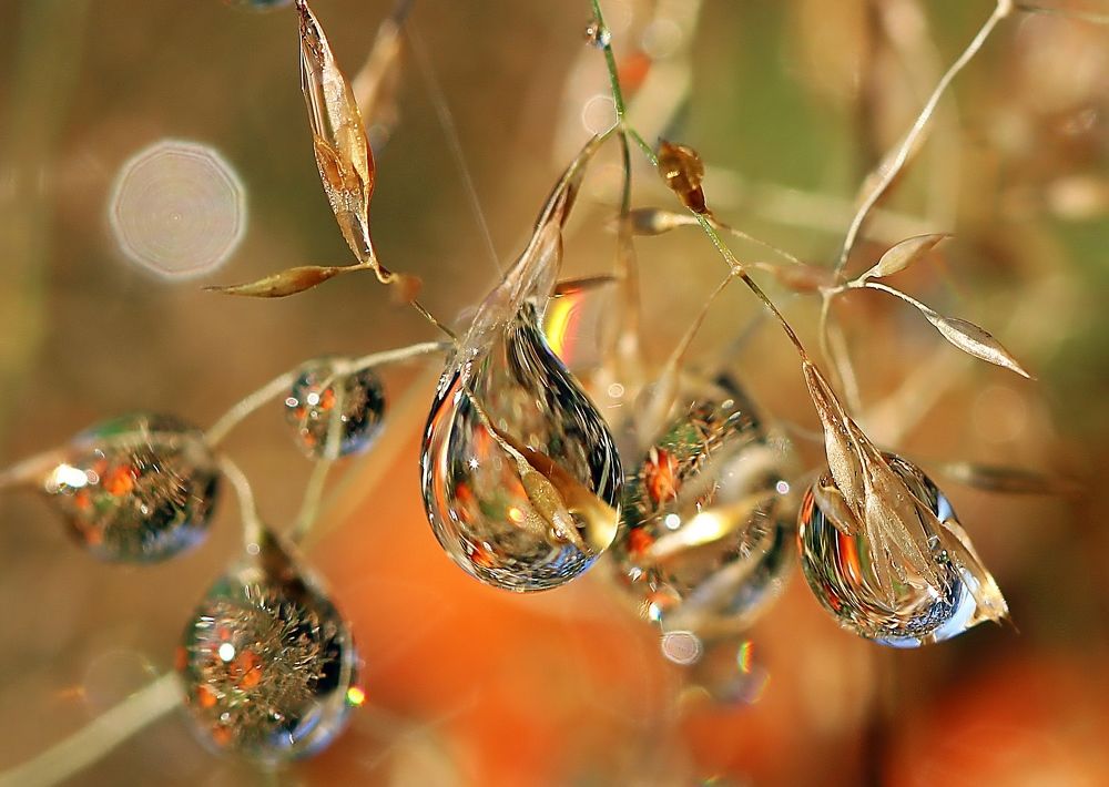 Травы золотые