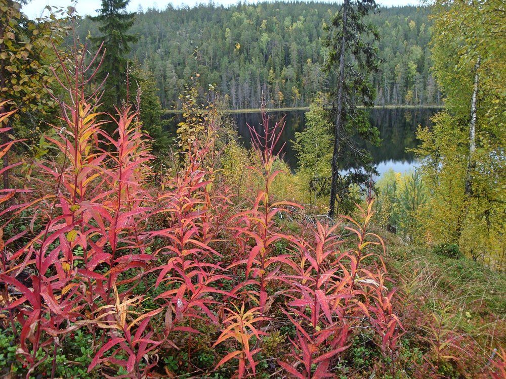 Photograph by Анастасия