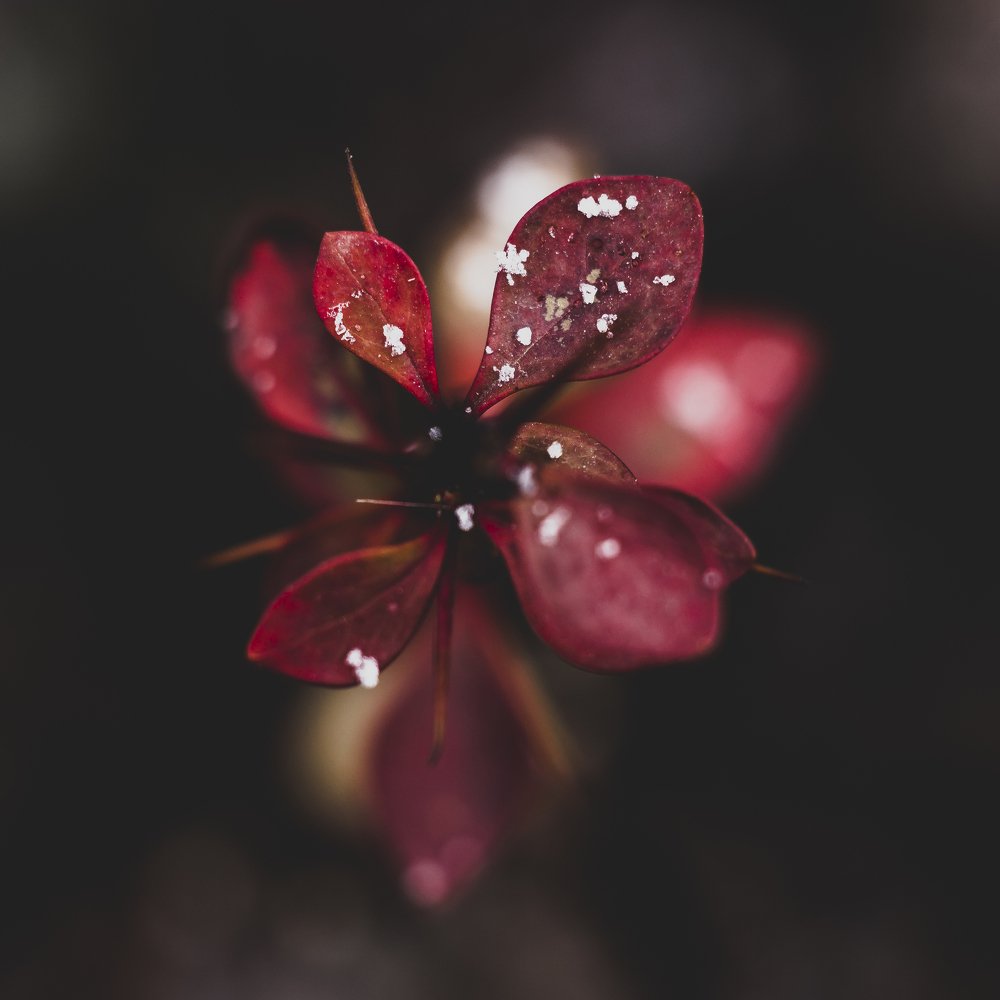 Первый снег