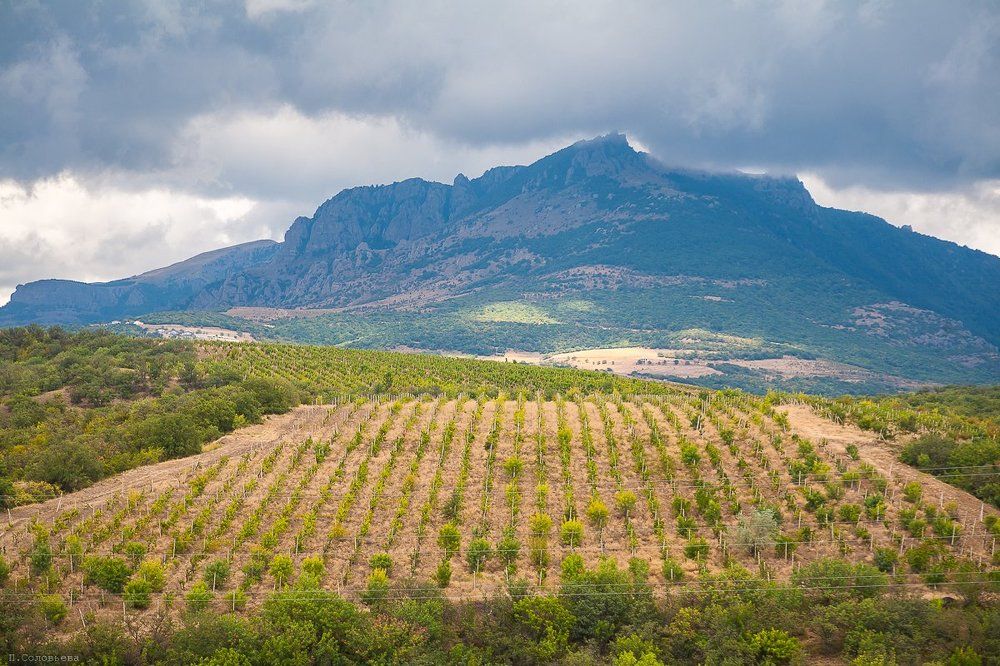 Виноградники Крыма
