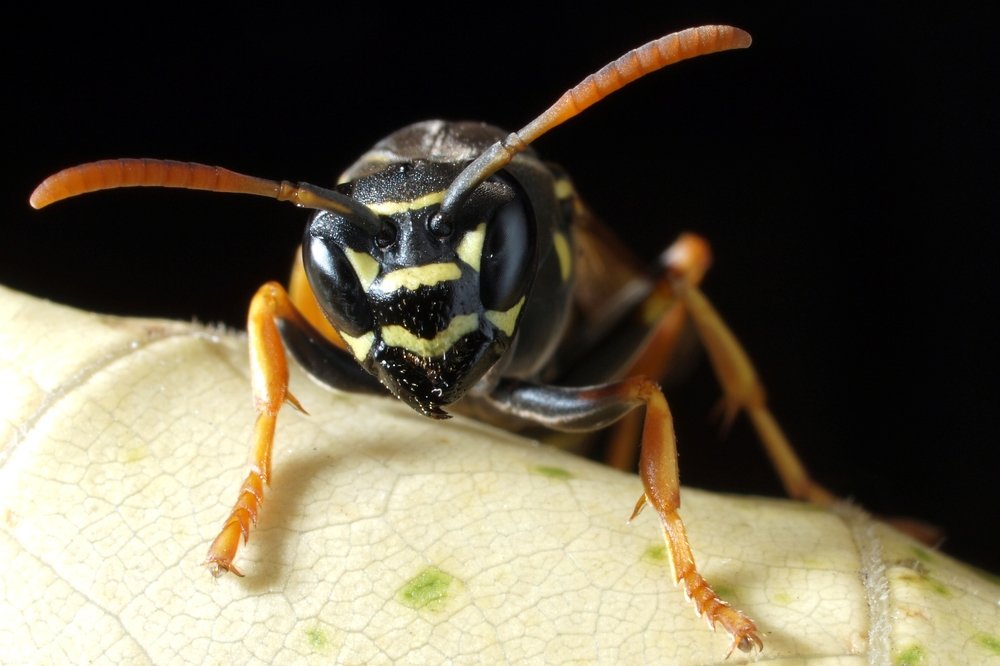 Wasp