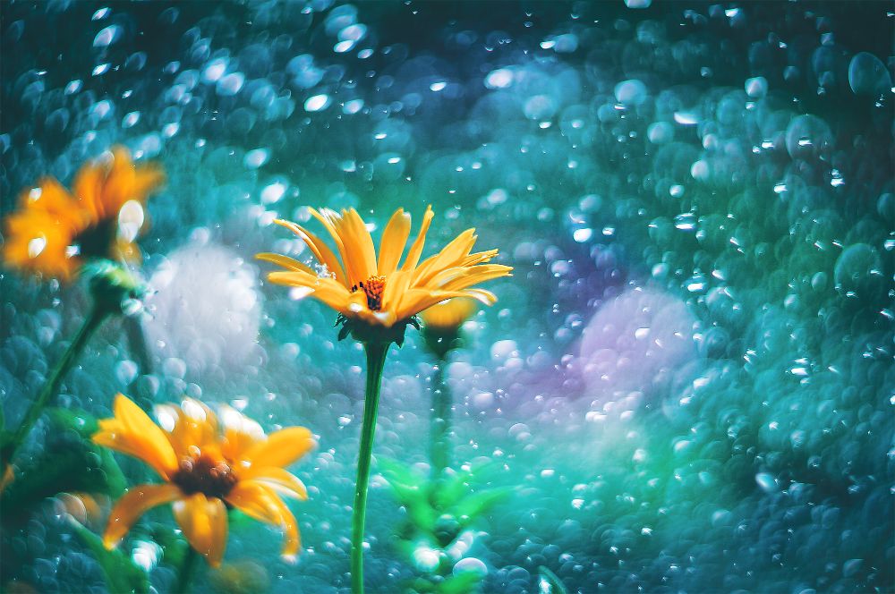 Фотография автора Marina Montale