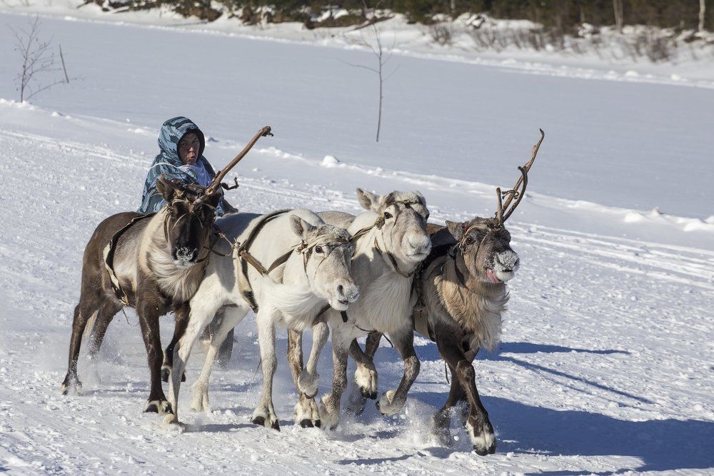 Праздник оленеводов