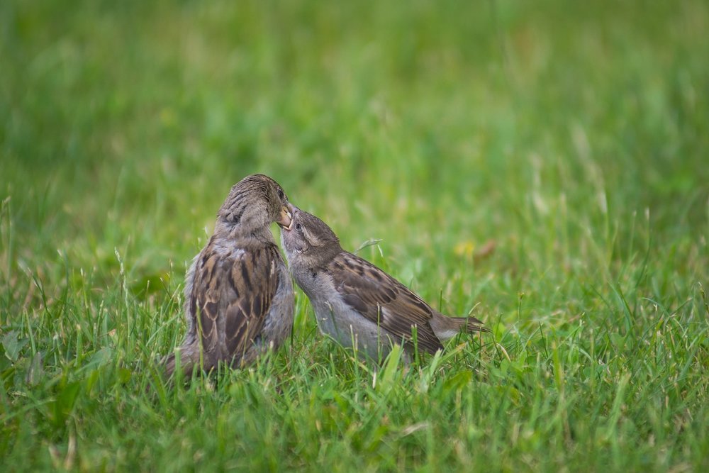 Родительство