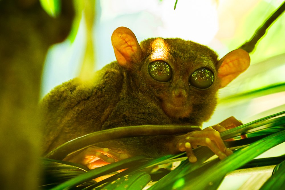 Тайна в их глазах...