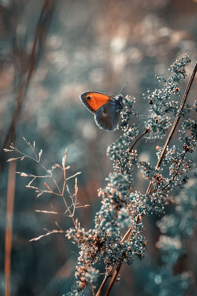 Сенница обыкновенная или малый желтый сатир