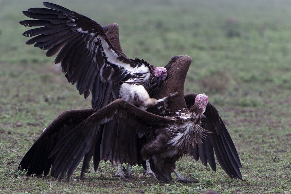 Бой за выживание
