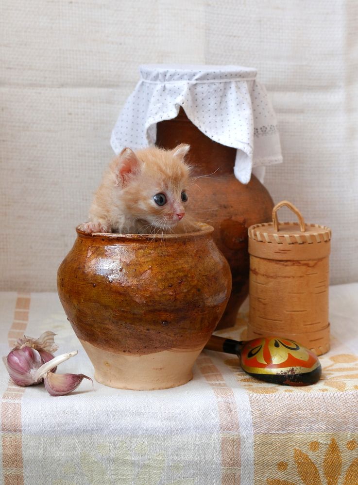 Жизнь удалась!