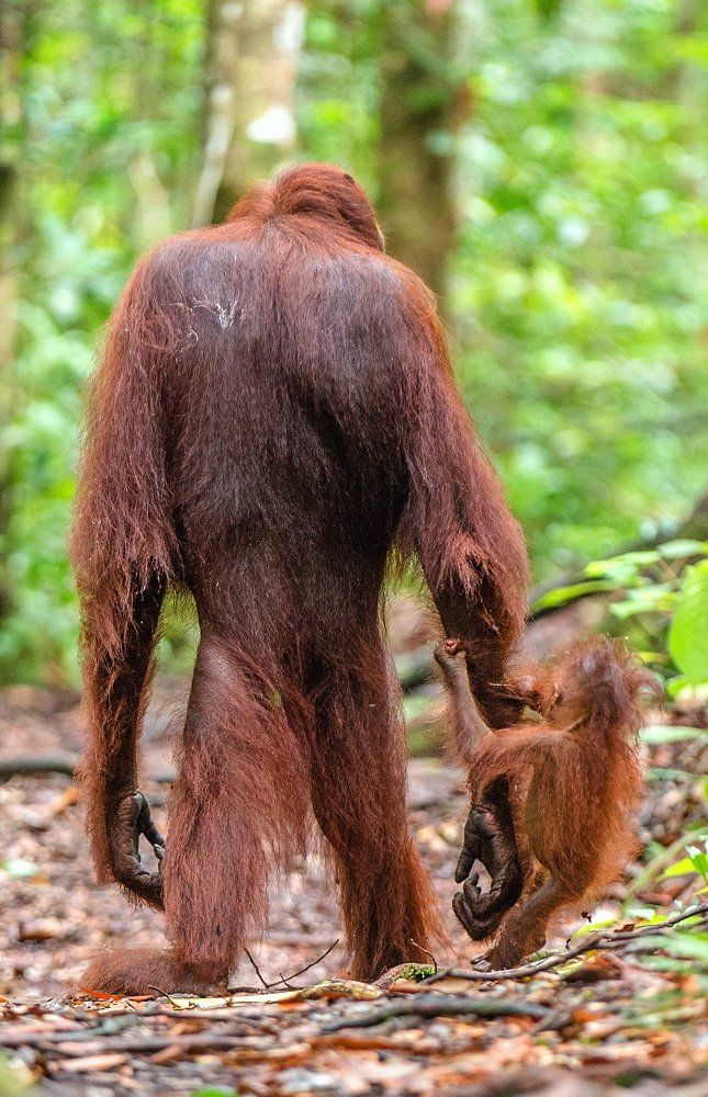 Лесные люди