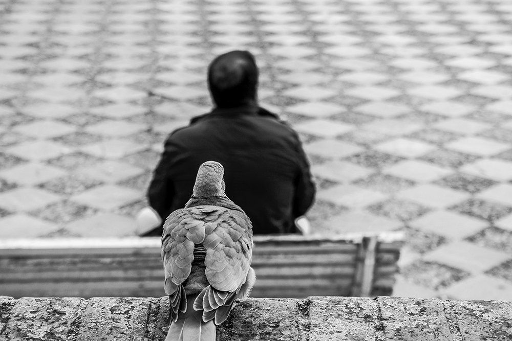 Pigeon behind man