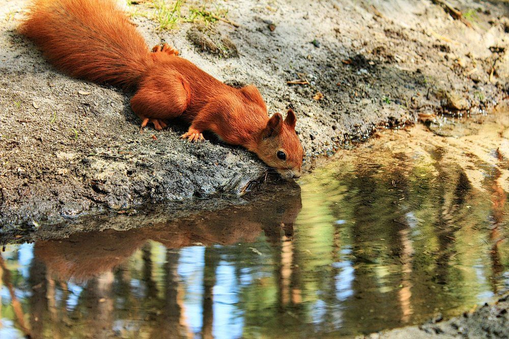 У прозрачных родников