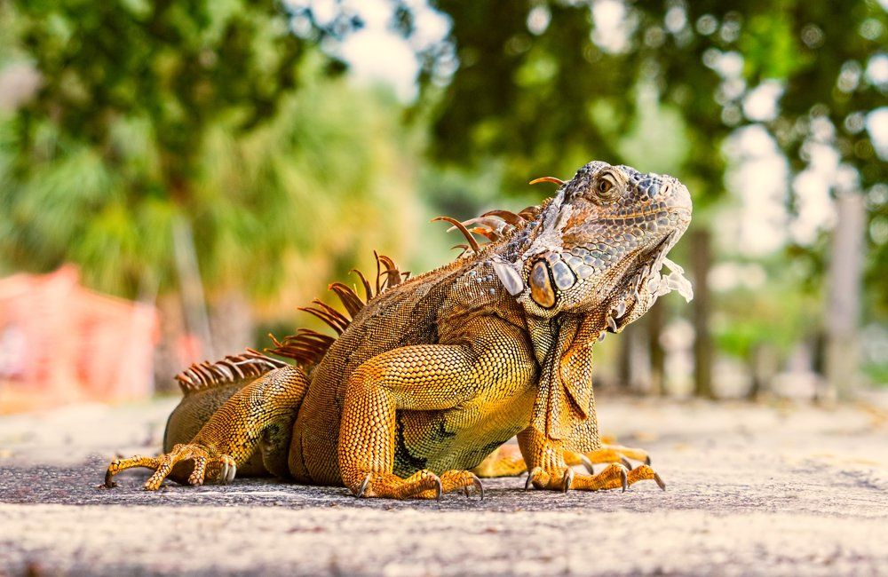 КРАСОТА - СТРАШНАЯ СИЛА