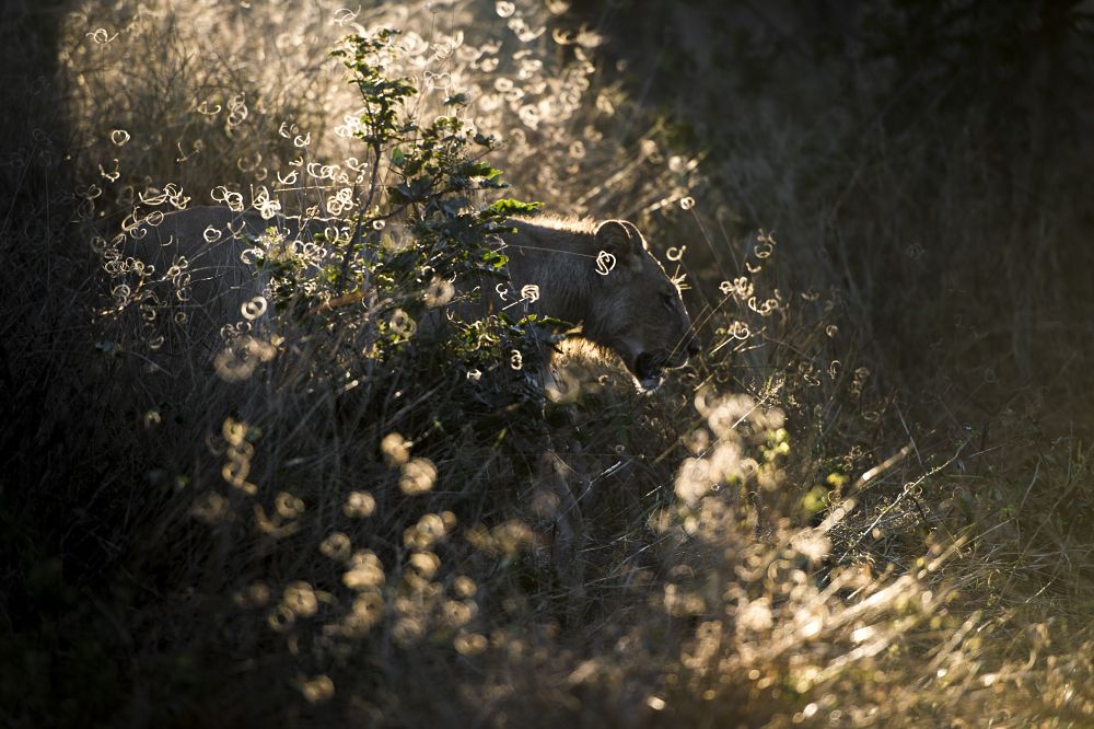 Утро в Зимбабве