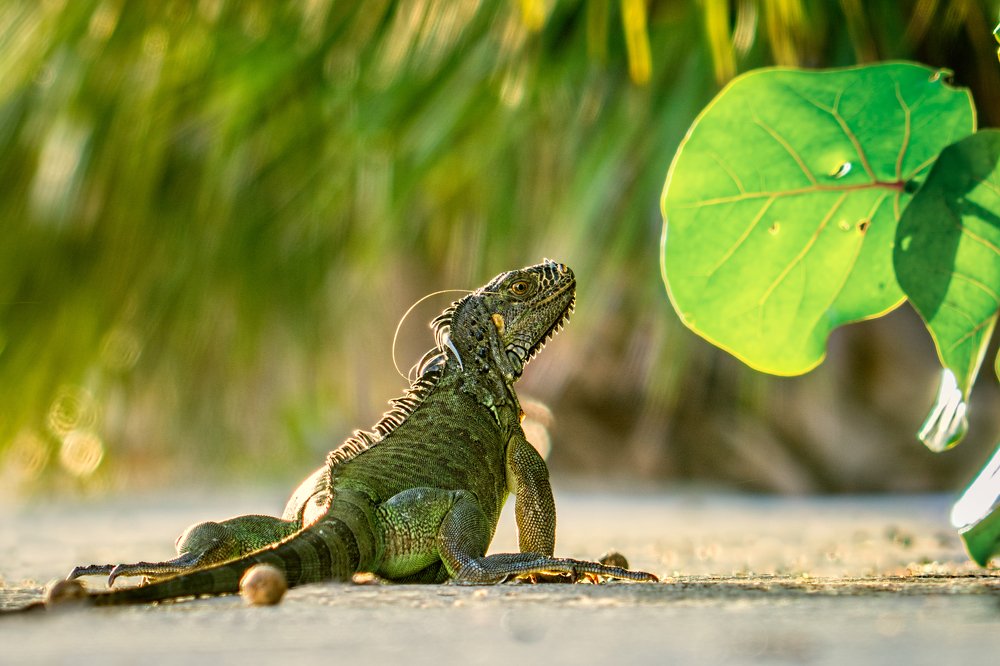 I'M BEAUTIFUL AND I KNOW IT