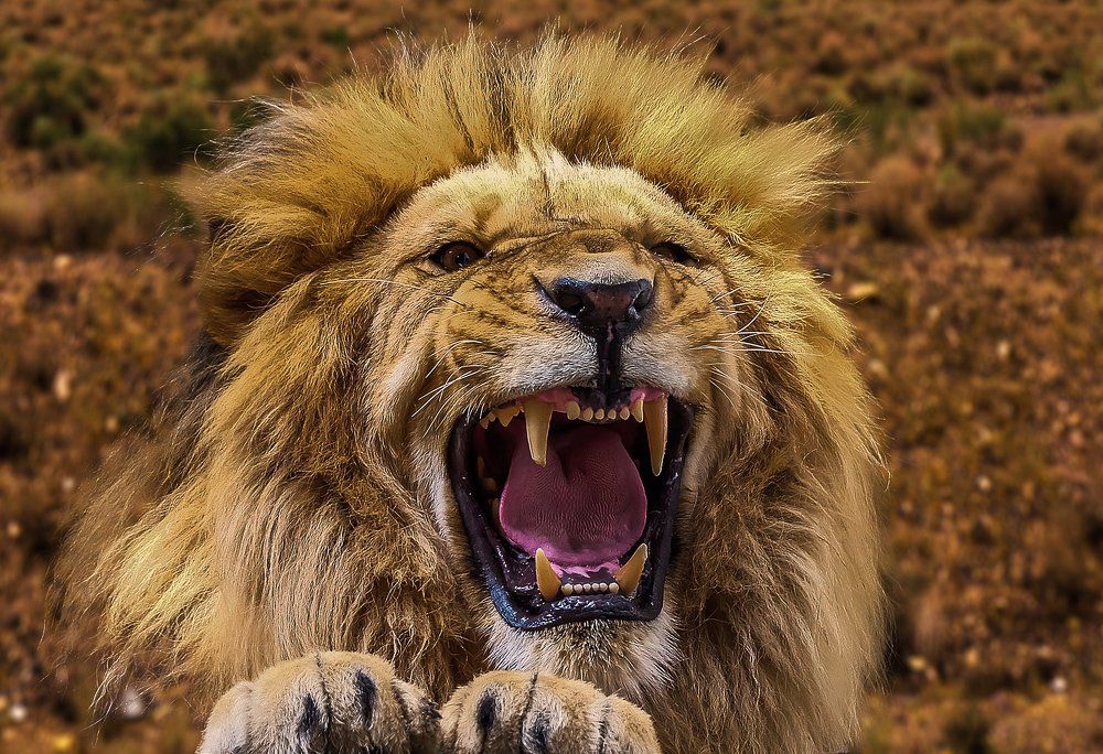 Roaring lion
