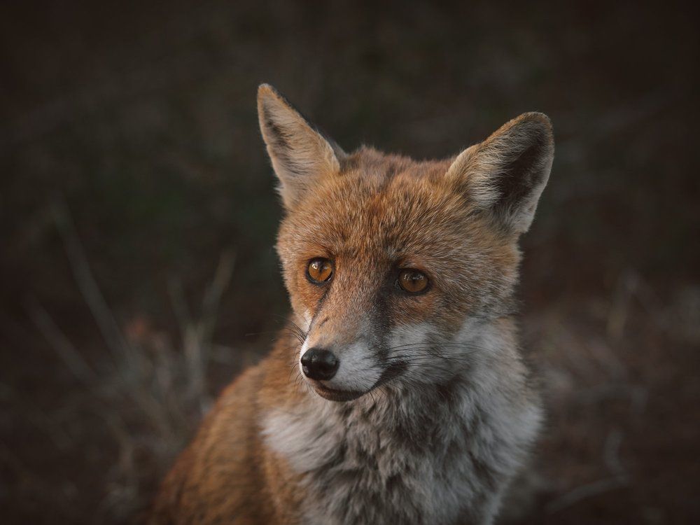Тосканский лис