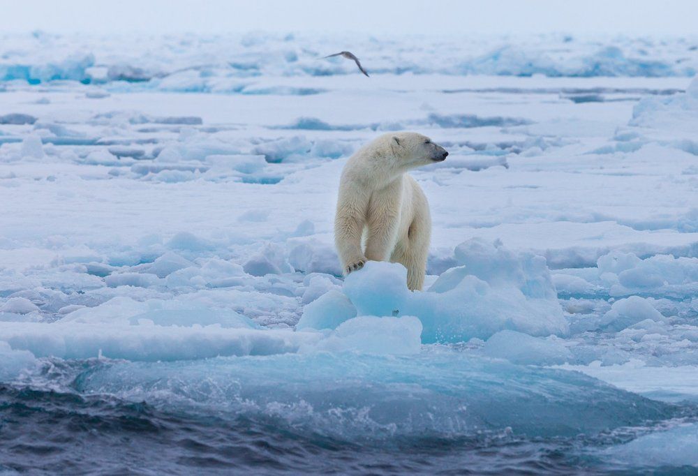 На пьедестале!