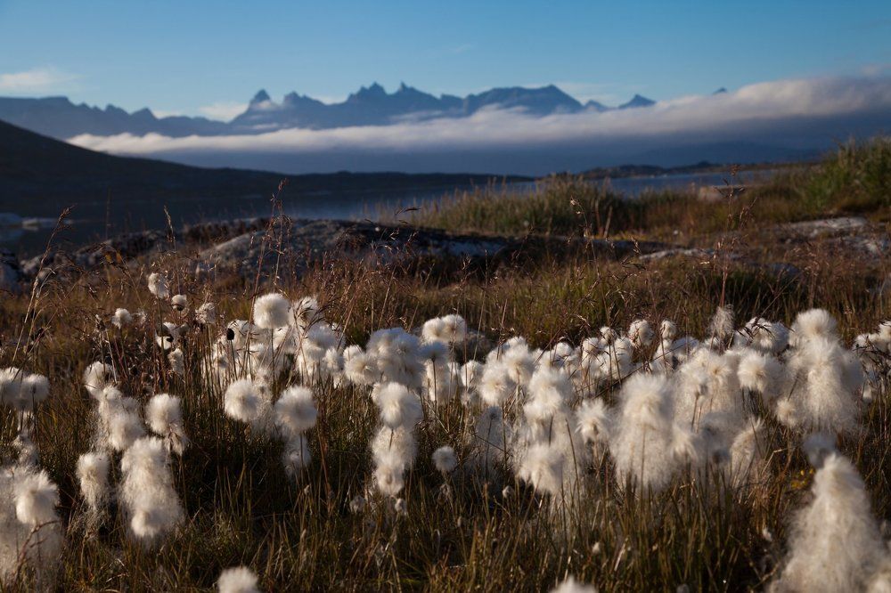 Арктическое лето