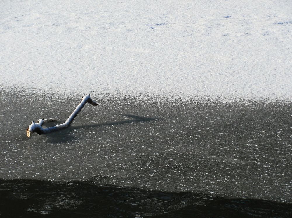 "Серая Шейка"