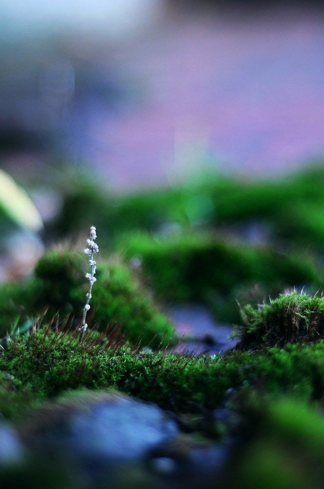 Photograph by Кристина
