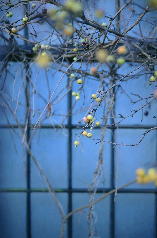 Яблоки в городе