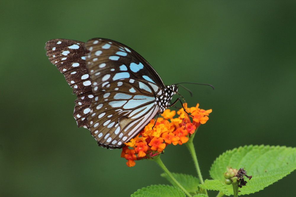 Blue Tiger Butterfly
