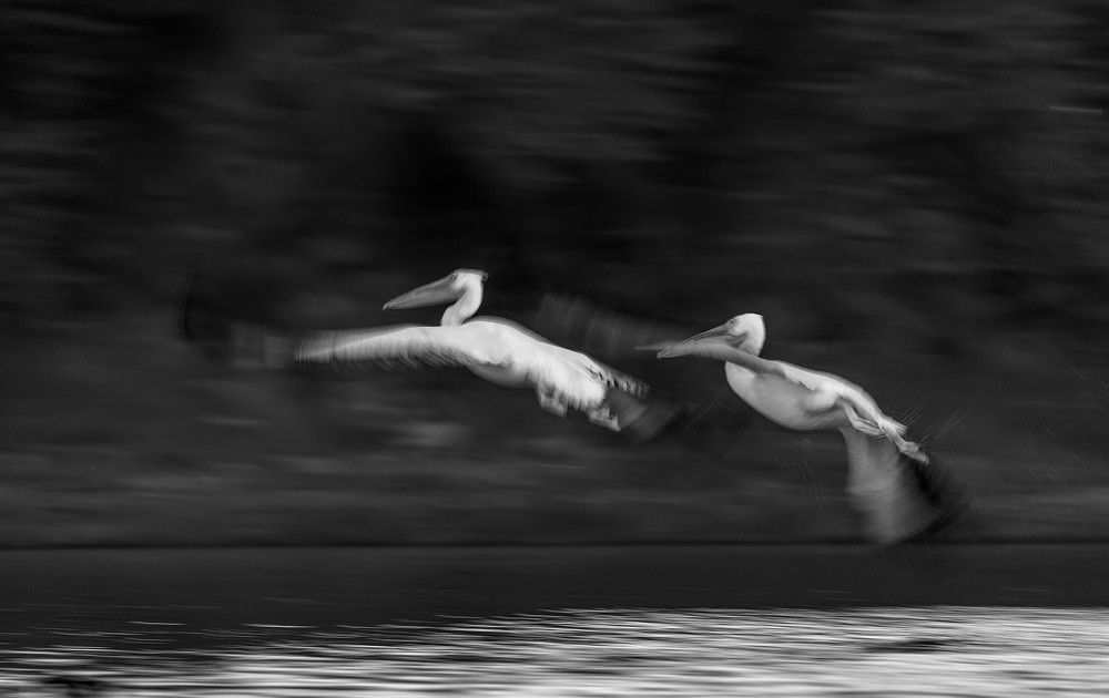 Pelicans