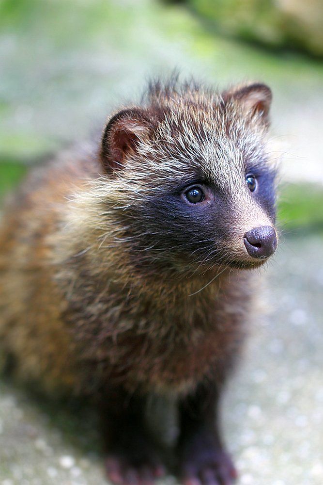 Если папа енот, а мама собака, то кто тогда я?...