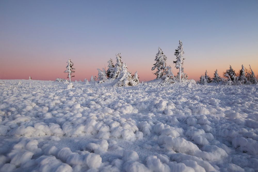 Снежные цветы Таганая
