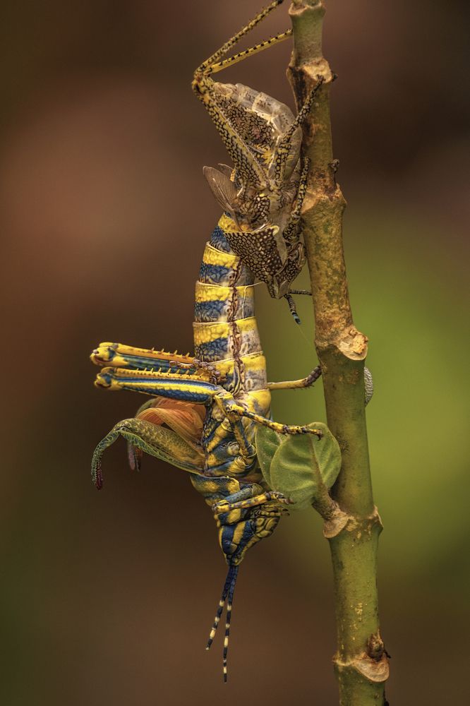 Painted grasshopper molting