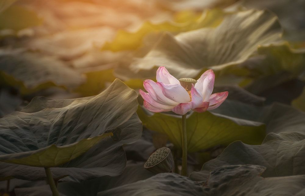 На закате лета