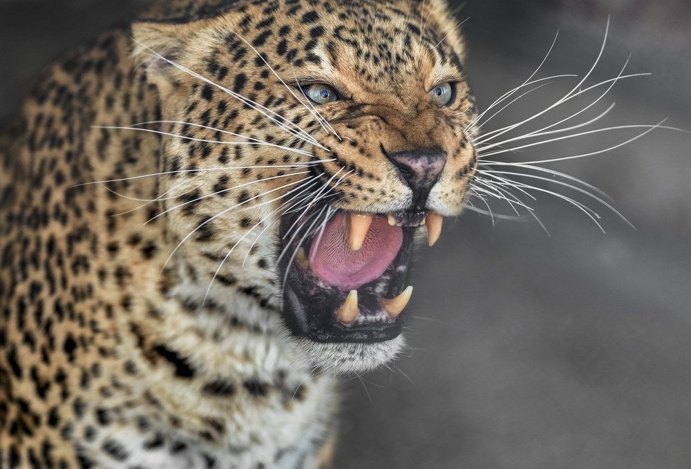 Улыбка для фотографа.