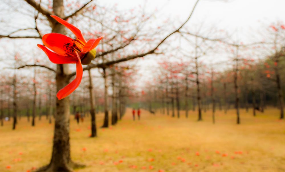 Landing Shimul Towards The Ground