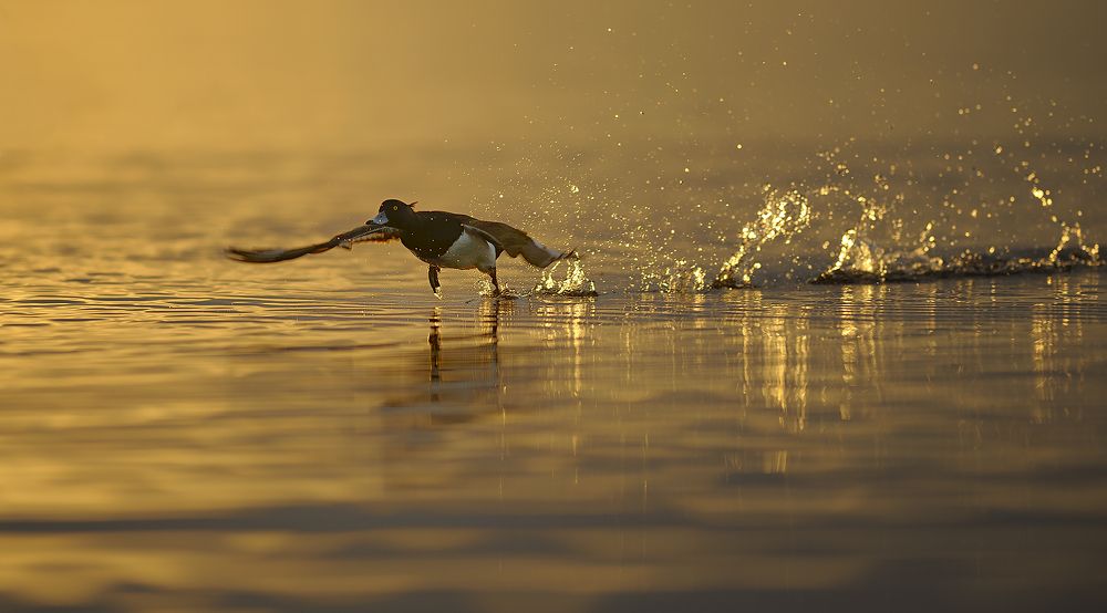 Хохлатая чернеть.