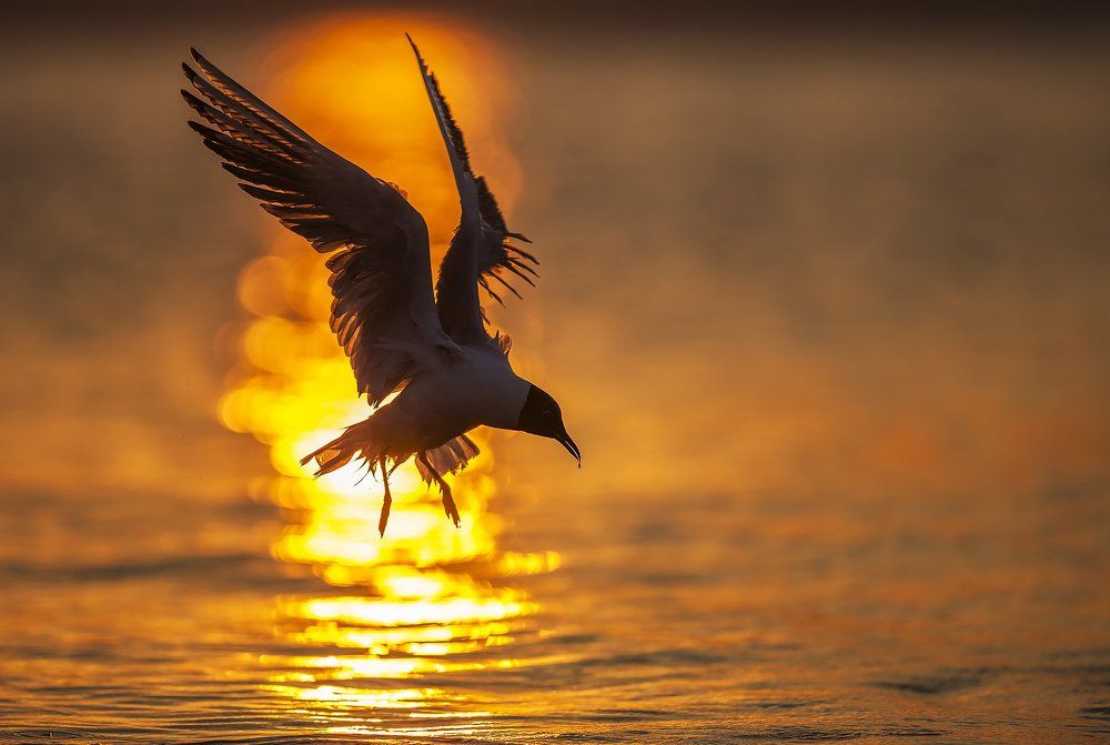 Озёрная чайка.